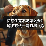 萨摩犬产后食欲不振护理全攻略