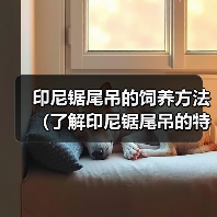 印尼锯尾吊饲养全攻略｜生态习性与环境管理指南