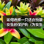独居女生选保护犬指南｜安全品种推荐与注意事项