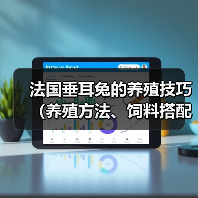 法国垂耳兔养殖技巧全攻略 法国垂耳兔养殖技巧全攻略