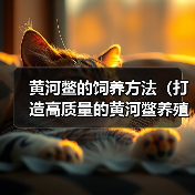黄河鳖养殖全攻略|科学饲养打造高质量之路 黄河鳖养殖全攻略|科学饲养打造高质量之路