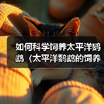 太平洋鹦鹉科学饲养方法与技巧全攻略 太平洋鹦鹉科学饲养方法与技巧全攻略