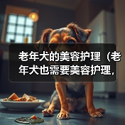 老年犬美容护理指南|健康与美丽并重 老年犬美容护理指南|健康与美丽并重