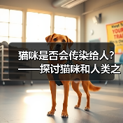 猫咪是否会传染给人｜健康共处实用指南