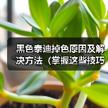黑色泰迪掉色原因与解决方法全攻略 黑色泰迪掉色原因与解决方法全攻略