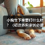 小狗疫苗接种关键时间表及注意事项全攻略 小狗疫苗接种关键时间表及注意事项全攻略