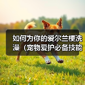爱尔兰梗洗澡全攻略
