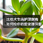 比格犬生病护理指南|科学方法助其快速恢复健康 比格犬生病护理指南|科学方法助其快速恢复健康