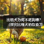 比格犬不吃狗粮原因解析与科学喂养方法