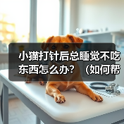 小猫打针后嗜睡厌食怎么办|恢复关怀全攻略 小猫打针后嗜睡厌食怎么办|恢复关怀全攻略