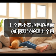 十个月泰迪科学养护要点｜全面指南