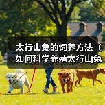 科学饲养太行山兔技巧|健康成长与经济效益全攻略 科学饲养太行山兔技巧|健康成长与经济效益全攻略
