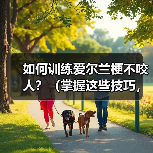 爱尔兰梗不咬人实用训练指南