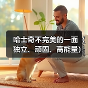 哈士奇宠物的缺点有哪些?高需求与挑战解析 哈士奇宠物的缺点有哪些?高需求与挑战解析