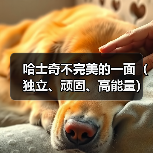 哈士奇宠物的缺点有哪些?高需求与挑战解析 哈士奇宠物的缺点有哪些?高需求与挑战解析