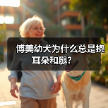博美幼犬频繁挠耳朵腿原因解析与护理指南 博美幼犬频繁挠耳朵腿原因解析与护理指南