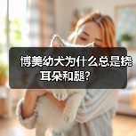 博美幼犬频繁挠耳朵腿原因解析与护理指南 博美幼犬频繁挠耳朵腿原因解析与护理指南
