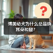 博美幼犬频繁挠耳朵腿原因解析与护理指南 博美幼犬频繁挠耳朵腿原因解析与护理指南