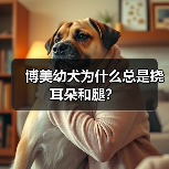 博美幼犬频繁挠耳朵腿原因解析与护理指南 博美幼犬频繁挠耳朵腿原因解析与护理指南