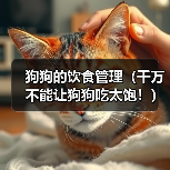 科学喂养狗狗 避免过量饮食保持健康