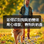 狗狗情绪识别指南:行为表现全解析 狗狗情绪识别指南:行为表现全解析