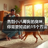 小八哥狗异味消除方法 日常护理与清洁技巧