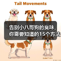 小八哥狗异味消除方法 日常护理与清洁技巧
