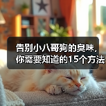 小八哥狗异味消除方法 日常护理与清洁技巧