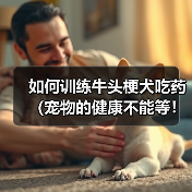 训练牛头梗乖乖吃药的实用技巧