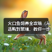 火口鱼饲养全攻略:从选购到疾病预防的15个重点 火口鱼饲养全攻略:从选购到疾病预防的15个重点
