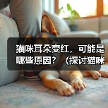 猫咪耳朵变红的常见原因及护理方法 猫咪耳朵变红的常见原因及护理方法