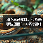 猫咪耳朵变红的常见原因及护理方法 猫咪耳朵变红的常见原因及护理方法