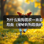 狗狗频繁舔舐背面的15种原因解析