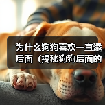 狗狗频繁舔舐背面的15种原因解析