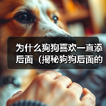 狗狗频繁舔舐背面的15种原因解析