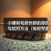 小猫剃毛后为何忧郁？科学应对指南