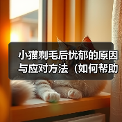 小猫剃毛后为何忧郁？科学应对指南