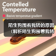 陌生狗围着我转的原因(解析陌生狗围着我转的行为及意义) 陌生狗围着我转的原因(解析陌生狗围着我转的行为及意义)