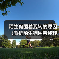 陌生狗围着我转的原因(解析陌生狗围着我转的行为及意义) 陌生狗围着我转的原因(解析陌生狗围着我转的行为及意义)
