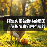 陌生狗围着我转的原因(解析陌生狗围着我转的行为及意义) 陌生狗围着我转的原因(解析陌生狗围着我转的行为及意义)