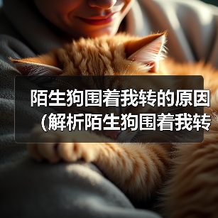 陌生狗围着我转的原因(解析陌生狗围着我转的行为及意义) 陌生狗围着我转的原因(解析陌生狗围着我转的行为及意义)