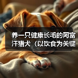 养一只健康长毛的阿富汗猎犬(以饮食为关键,宠物的美丽由内而外) 养一只健康长毛的阿富汗猎犬(以饮食为关键,宠物的美丽由内而外)