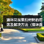 猫咪为何爱在花盆排便？科学解析与解决方法