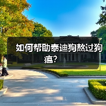 泰迪狗瘟护理全攻略:治疗与预防关键措施 泰迪狗瘟护理全攻略:治疗与预防关键措施