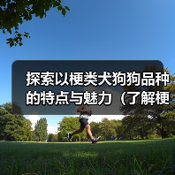 梗类犬品种大全:勇敢聪明的忠诚伙伴 梗类犬品种大全:勇敢聪明的忠诚伙伴