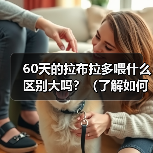 60天的拉布拉多喂什么区别大吗？（了解如何饲养一只健康的60天拉布拉多）