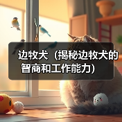 边牧犬(揭秘边牧犬的智商和工作能力) 边牧犬(揭秘边牧犬的智商和工作能力)