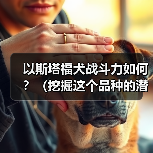 以斯塔福犬战斗力如何?(挖掘这个品种的潜力,探究其战斗能力的来源) 以斯塔福犬战斗力如何?(挖掘这个品种的潜力,探究其战斗能力的来源)