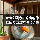 幼犬到家拒食怎么办?科学解决方法 幼犬到家拒食怎么办?科学解决方法