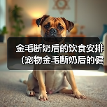 金毛犬断奶后饮食指南:科学喂养技巧与营养建议 金毛犬断奶后饮食指南:科学喂养技巧与营养建议